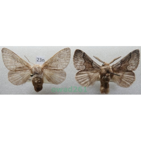 Trichiura crataegi (Linnaeus, 1758) pair Czech23n